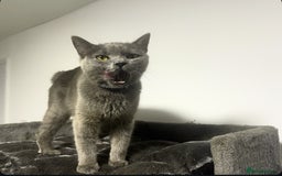 British Shorthair cats for sale: 2 BSH girls for sale together or separate - Image 9