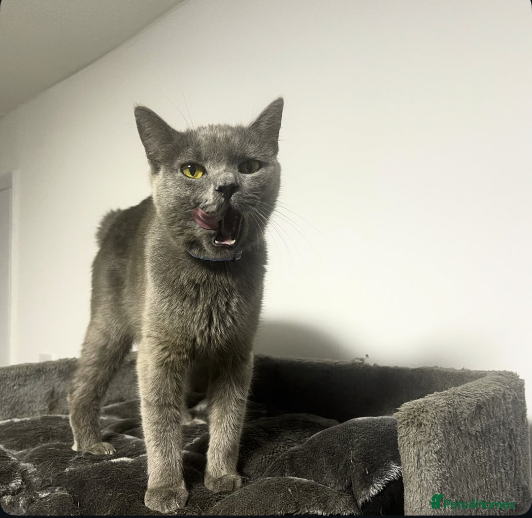 British Shorthair cats for sale: 2 BSH girls for sale together or separate - Image 9