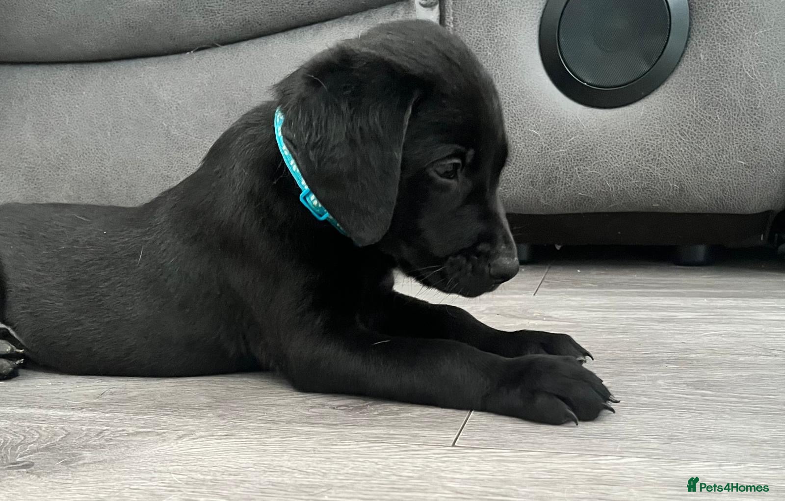 Labrador Retriever dogs Adorable Labrador Puppies - Advert 2