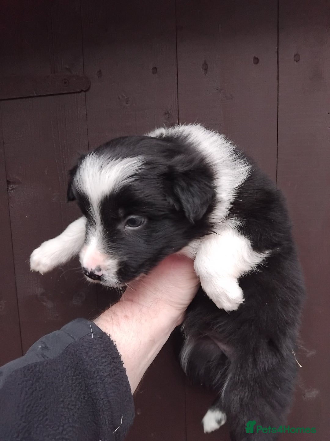 Border Collie dogs for sale: Border Collie pups - Advert 3