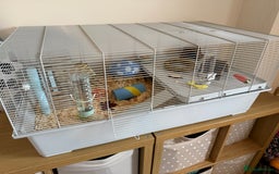 Hamster rodents for sale: Syrian Hamster and Cage - Image 4