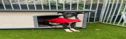 Mixed Breed dogs for sale: Saluki grey X lurcher in Canvey Island - Advert 3