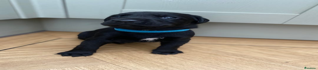 Blue pup 