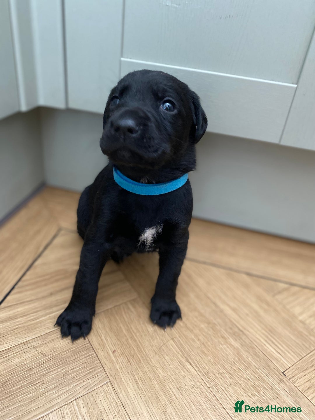 Mixed Breed dogs for sale: Beautiful pointer lab puppies!  - Image 22