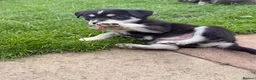 Mixed Breed dogs for sale: Puppy’s for finding there forever home  - Advert 11