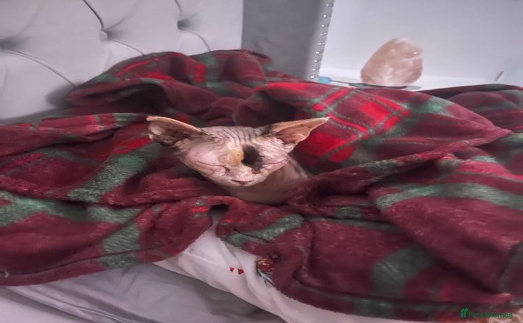 Sphynx cats - Advert 8