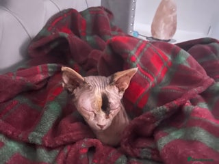 Sphynx cats - Advert 1