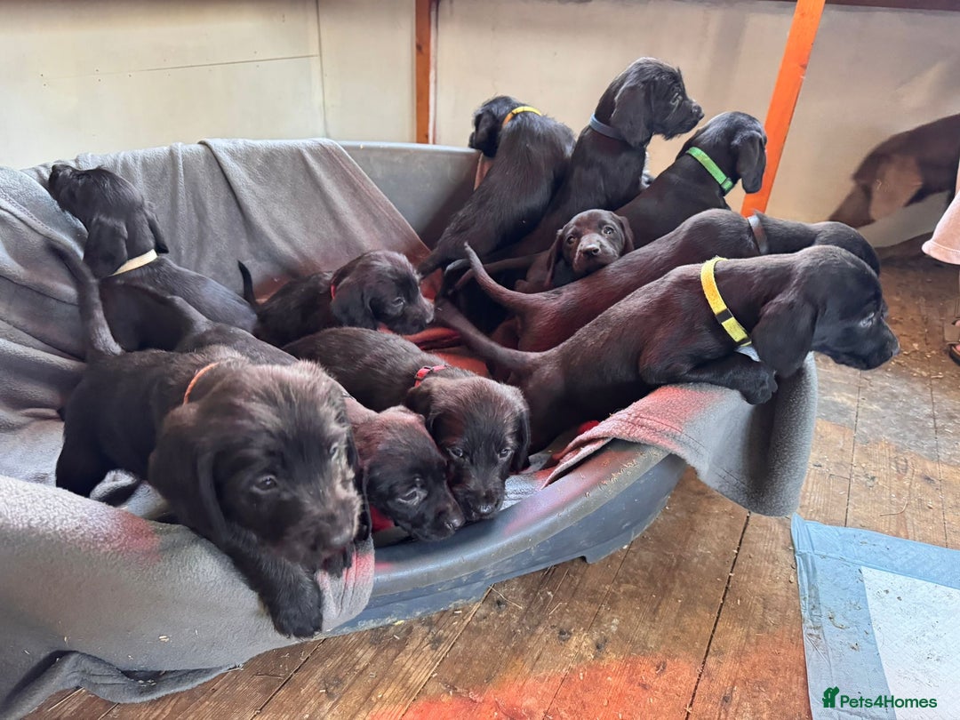 Mixed Breed dogs for sale: Doodle puppies for sale  - Advert 5