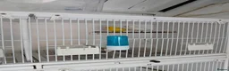 Canaries birds for sale: Canary  in Wednesbury - Advert 4