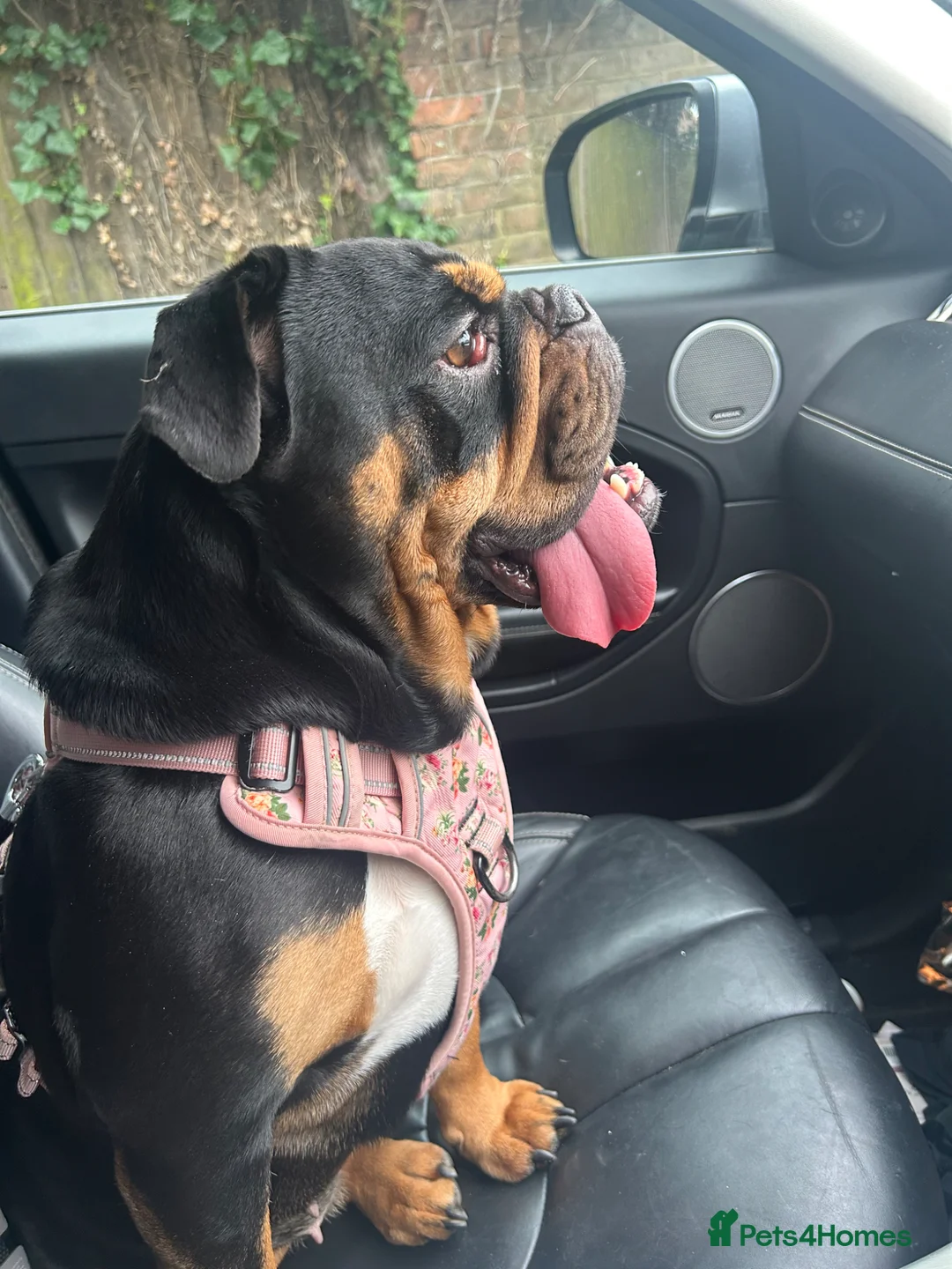 English Bulldog dogs for sale: Black and tan female bulldog  - Advert 2