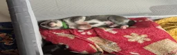 Mixed Breed dogs for sale: Labrador x Husky  - Advert 26