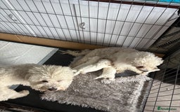 Bichon Frise dogs for sale: Pure Bred Bichon Frise Pups *REDUCED*  2 boys left - Image 4