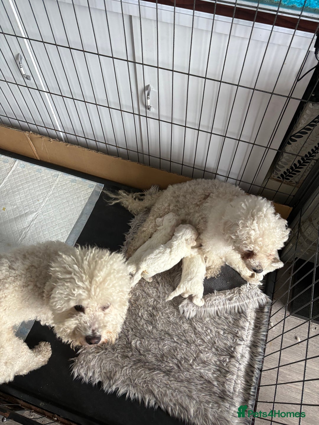 Bichon Frise dogs for sale: Pure Bred Bichon Frise Pups *REDUCED*  2 boys left - Image 4