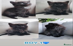 Mixed Breed cats for sale: Beautiful ragdoll cross kittens  - Image 2