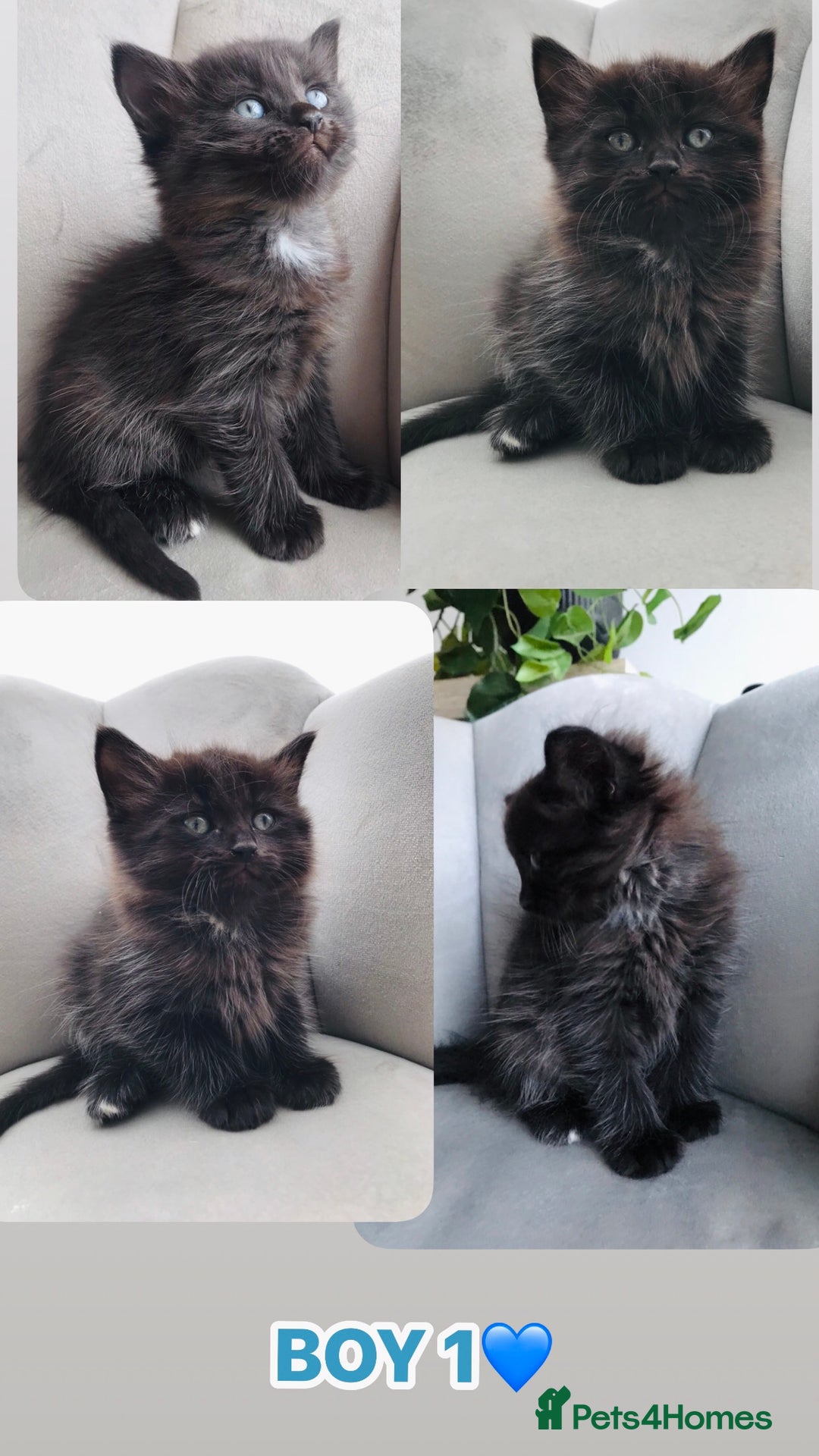 Mixed Breed cats for sale: Beautiful ragdoll cross kittens  - Image 2