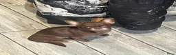 Chihuahua dogs for sale: Chihuahua girl chocolate small size  - Advert 11