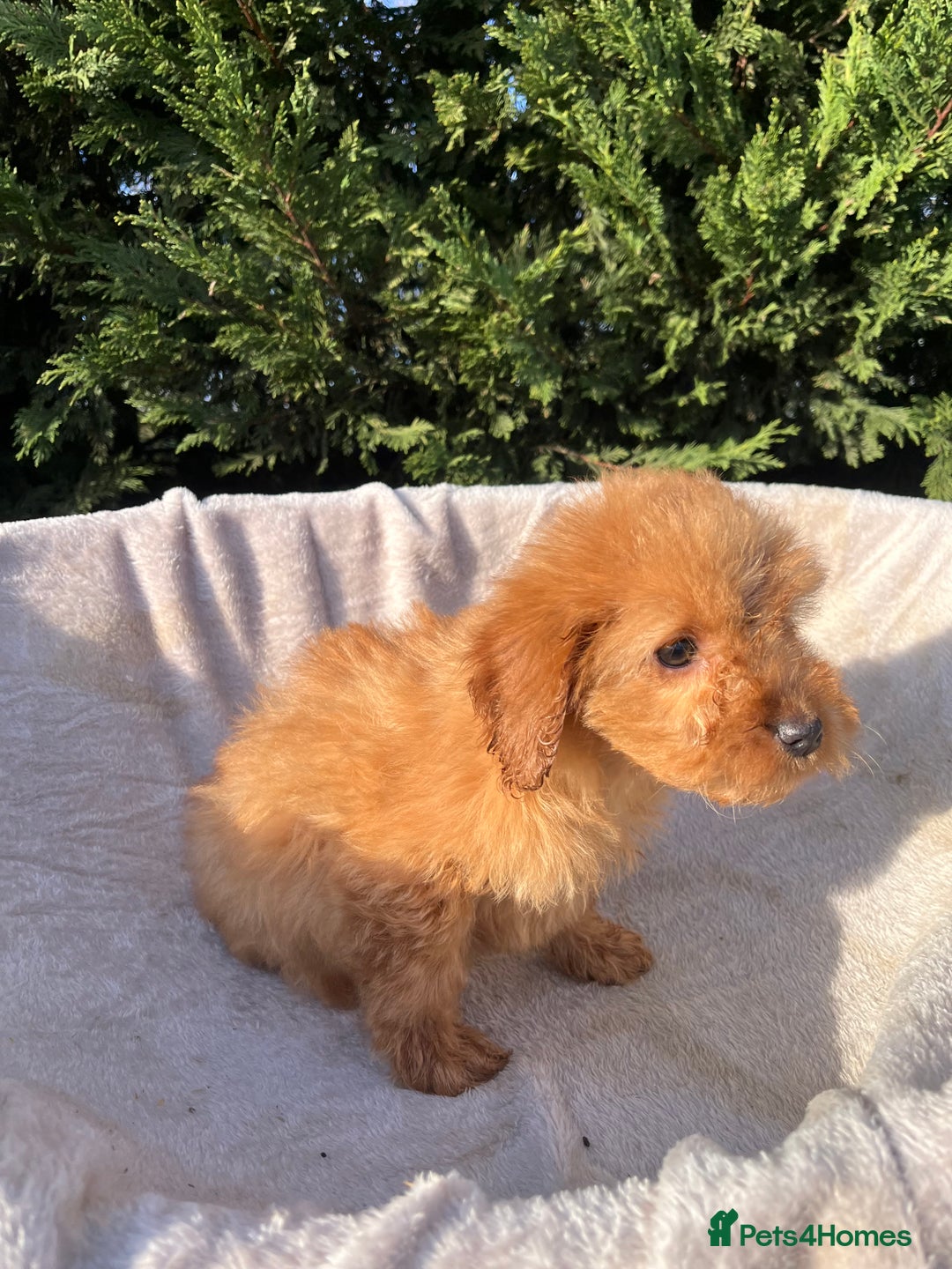 Cockapoo dogs for sale: Five beautiful cockapoos  - Advert 9