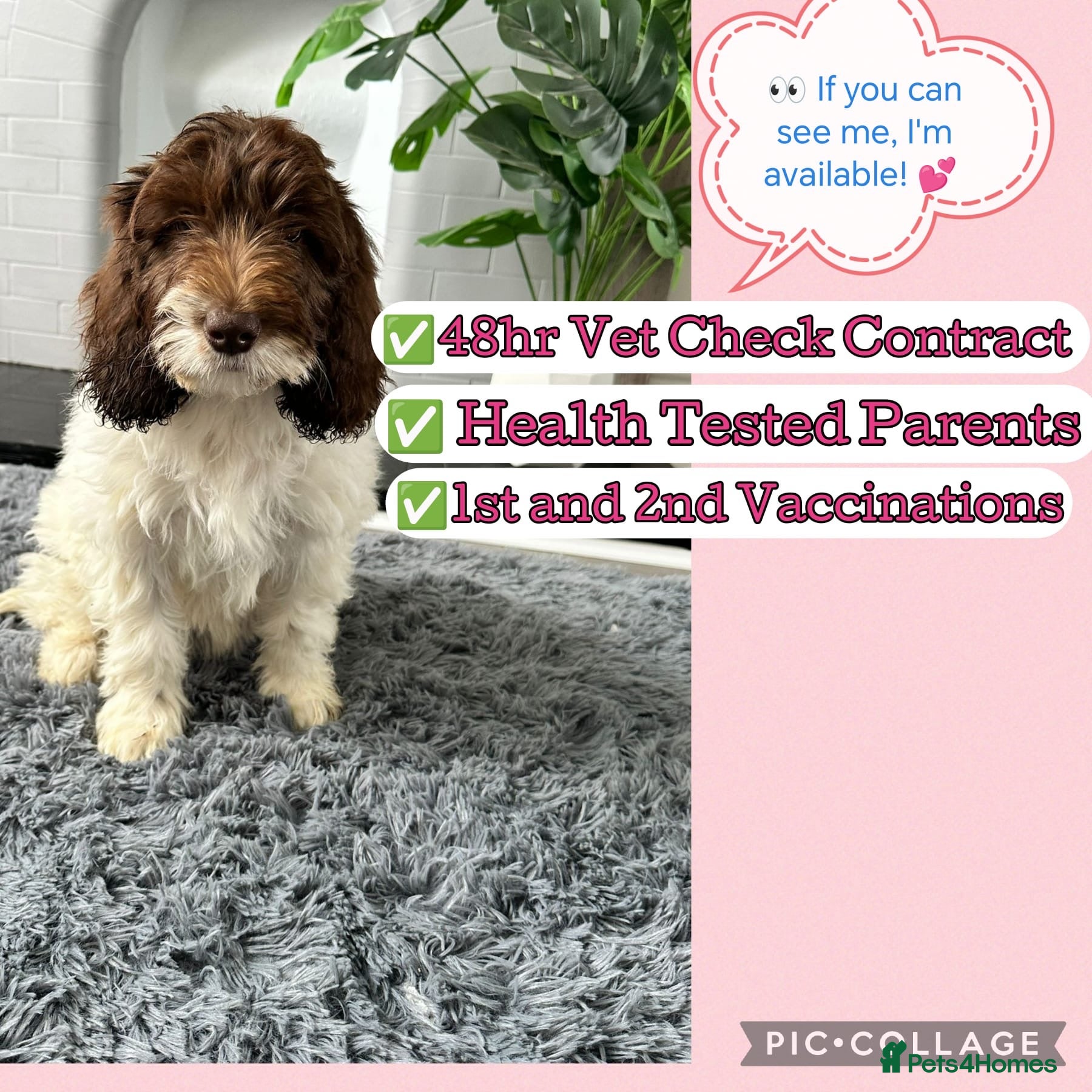 Labradoodle dogs Labradoodles puppies ready 1 female 1 male   - Advert 3