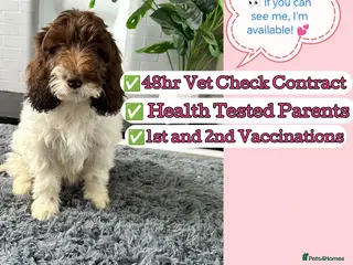 Labradoodle dogs Labradoodles puppies ready 1 female 1 male - Advert 3