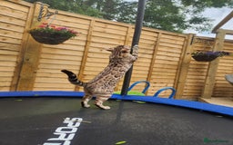 Bengal cats for sale: ✨Pure Bengal Kittens – Champion Bloodline ✨ - Image 12
