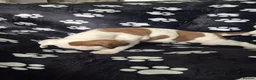 Boxer dogs for sale: Beautiful chunky boxer pups in Rotherham - Advert 13