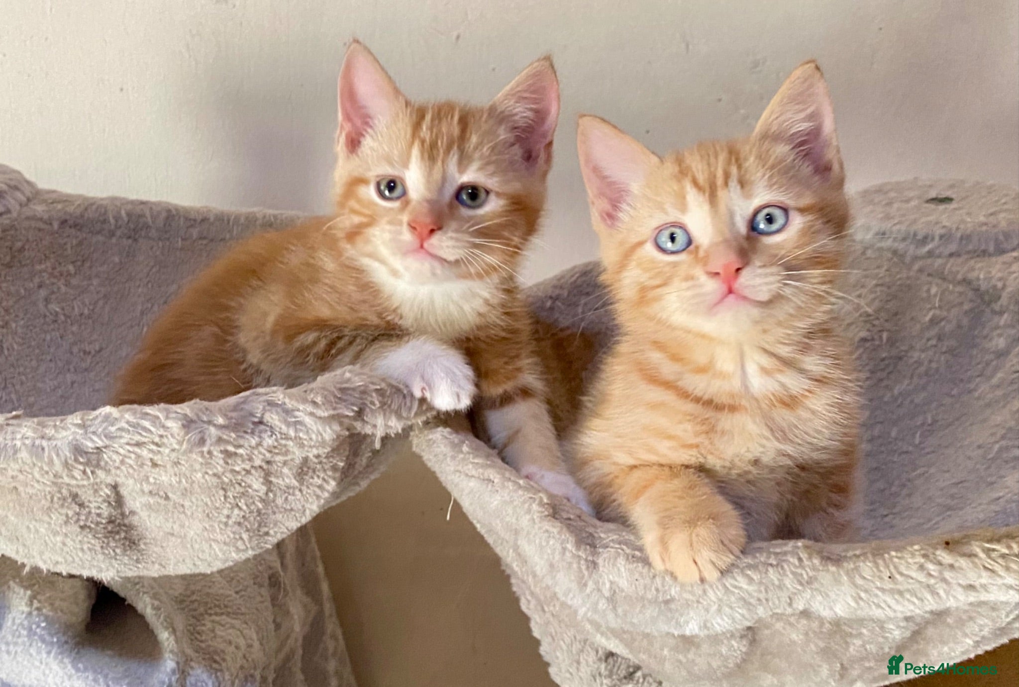 Mixed Breed cats 2 Gorgeous Ginger Male Kittens - Advert 1
