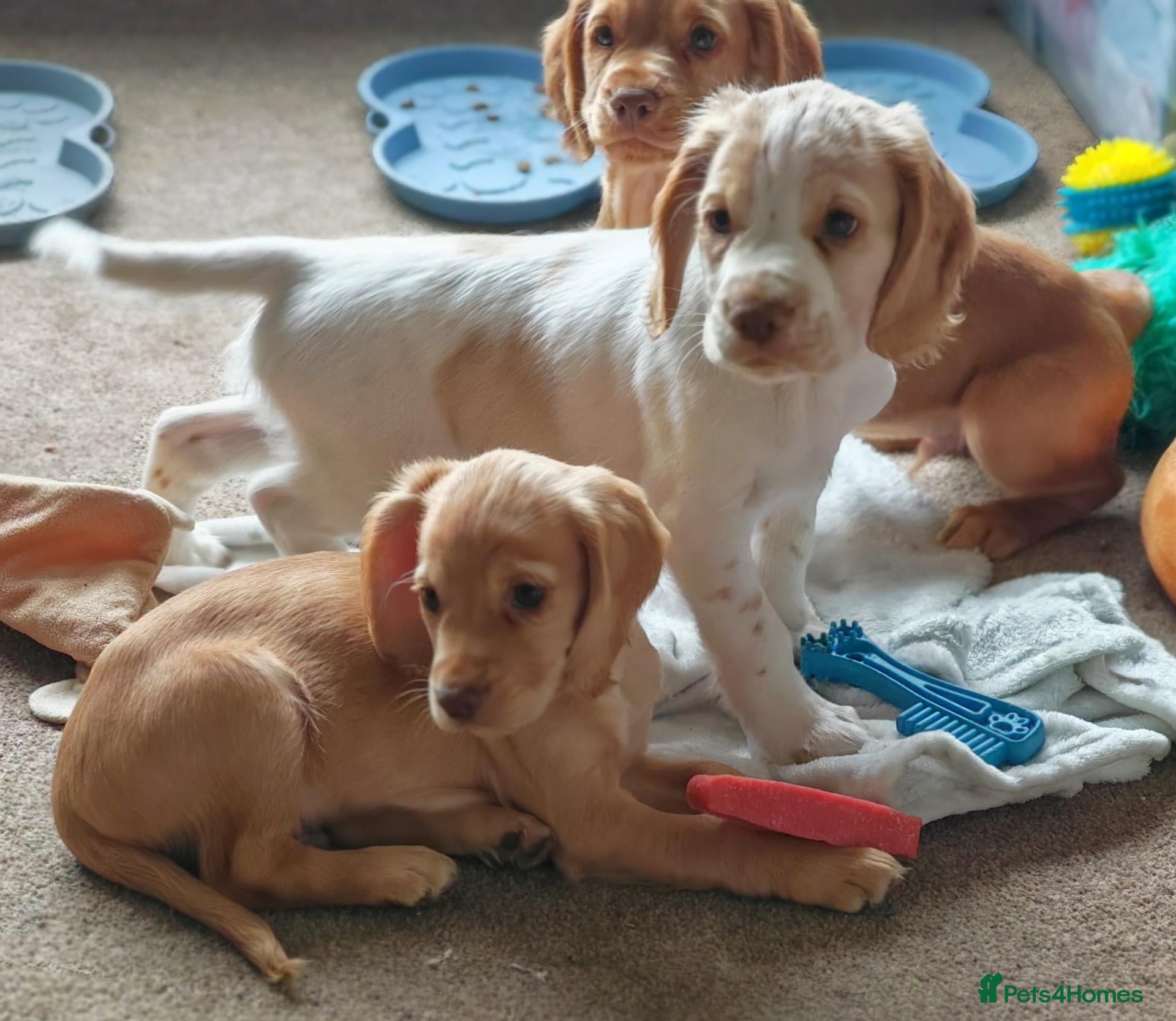 Cocker Spaniel dogs Stunning cocker spaniel puppies READY NOW  - Advert 18