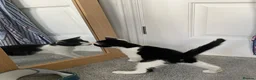 Mixed Breed cats for adoption: Rescue kittens for adoption  - Advert 3