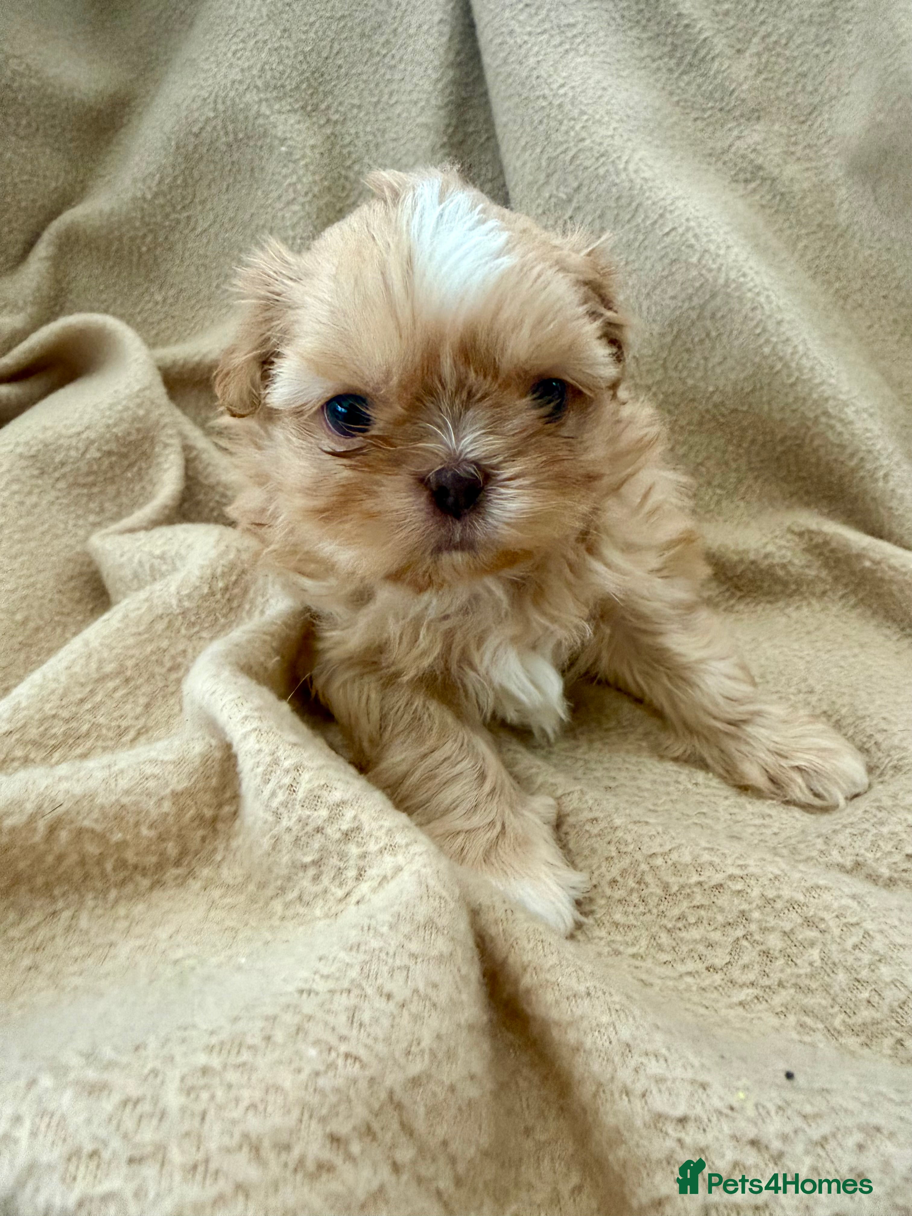 Shih Tzu dogs Stunning Shih Tzu puppies - ready 14th Feb 🤍 - Advert 3