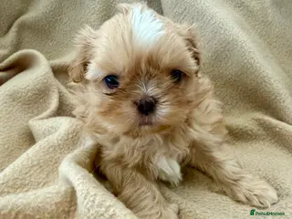 Shih Tzu dogs Stunning Shih Tzu puppies - ready 14th Feb 🤍 - Advert 16