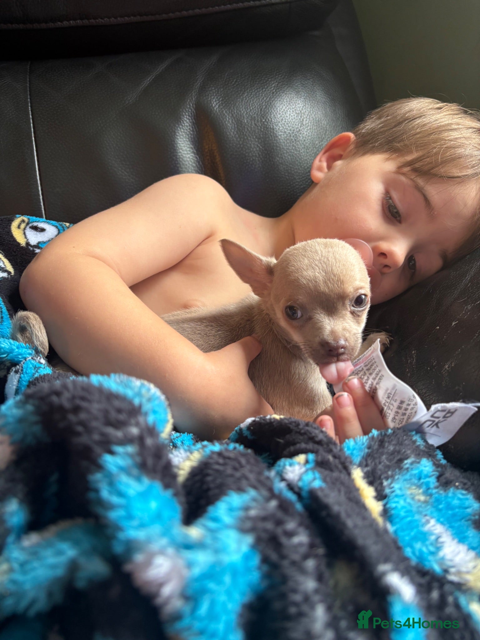 Chihuahua dogs Reduced!Vacced + microchipped ready now chihuahua - Advert 8