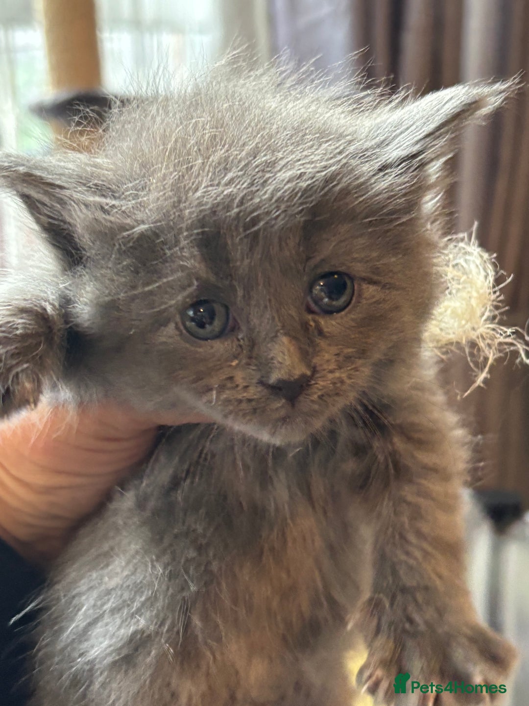Ragdoll cats for sale: Half Ragdoll / maincoon kittens for sale  - Image 3