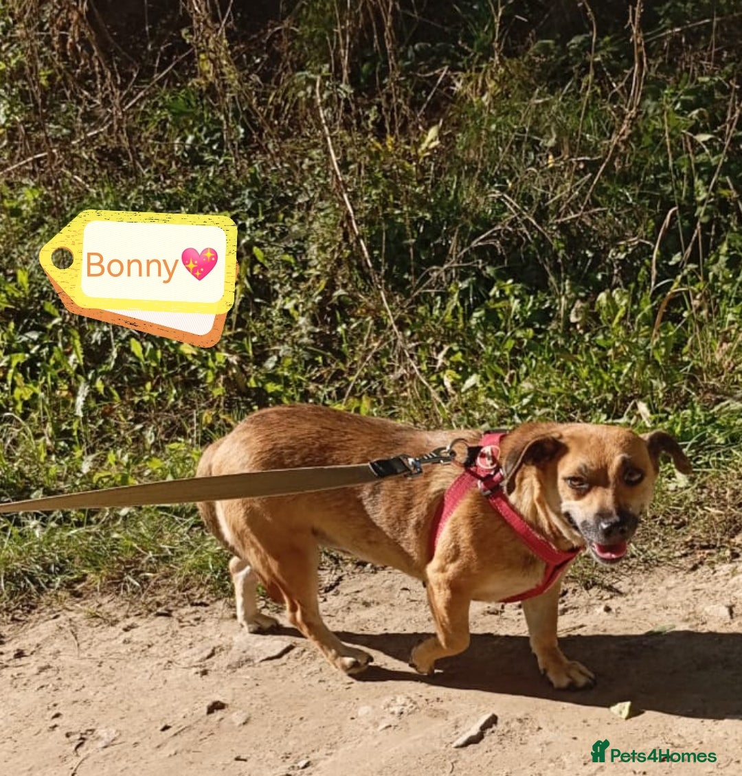 Mixed Breed dogs for adoption: 💖🐶 BONNY 🐶💖 - Image 3