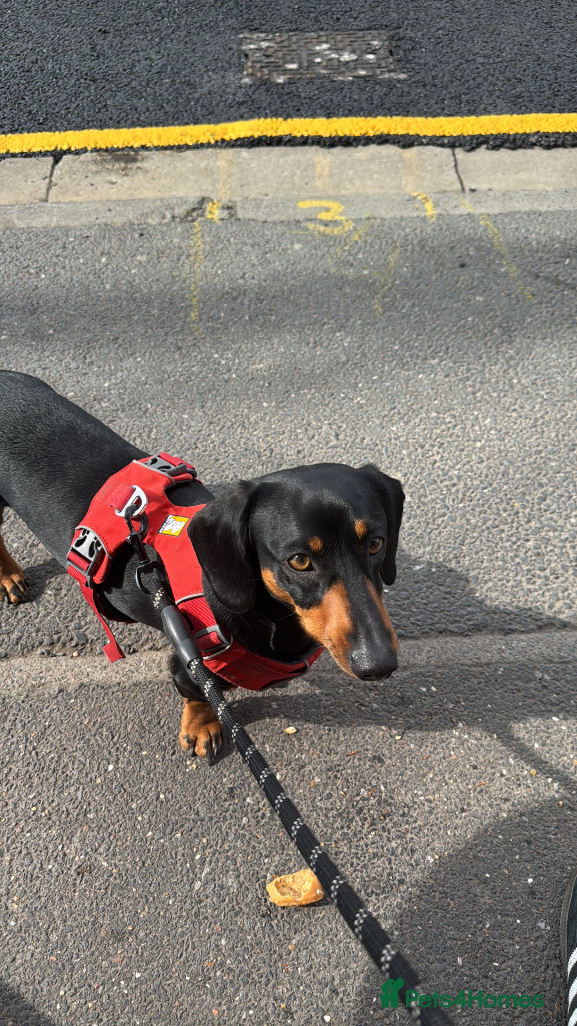 Dachshund dogs Dachshund Puppies – 4 Girls & 1 Boy Ready 8th May - Advert 2