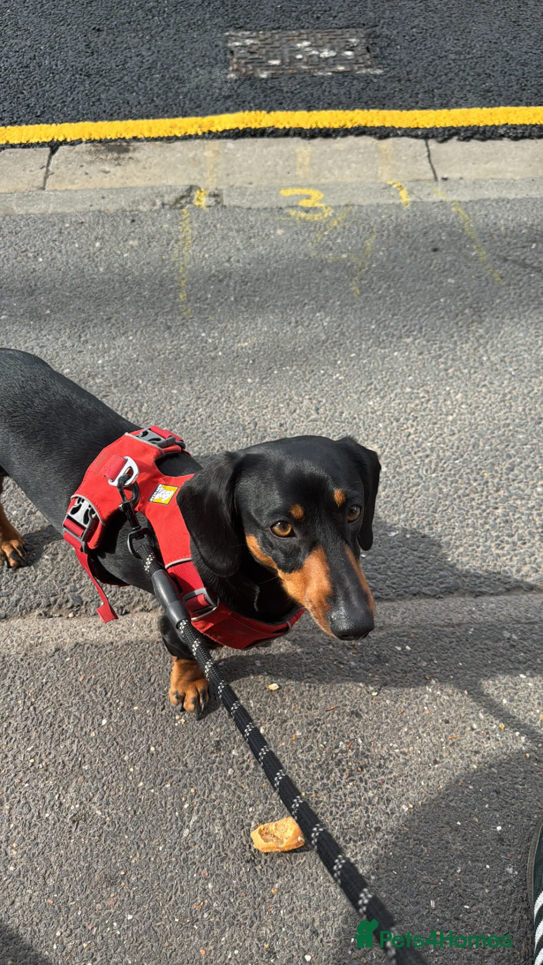 Dachshund dogs for sale: Dachshund Puppies – 4 Girls & 1 Boy Ready 8th May - Advert 13
