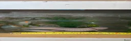 Other/Mixed Breed fish for sale: X2 axolotls  in Stowmarket - Advert 5
