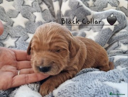 Mini Goldendoodle dogs - Advert 5