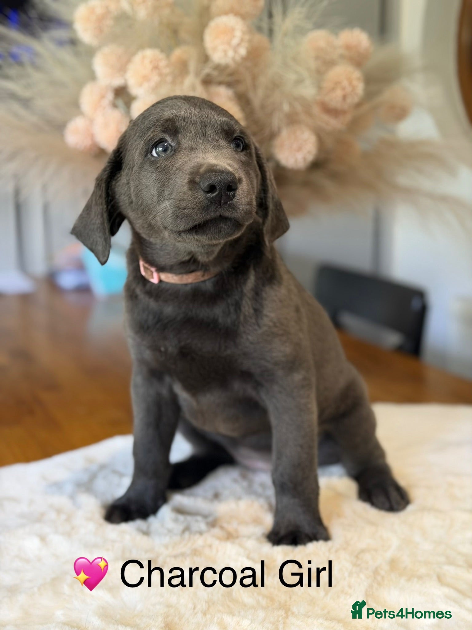Labrador Retriever dogs Exceptionally health tested Kc reg Labrador pups - Advert 2