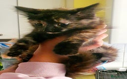 Mixed Breed cats for sale: Little cleo - Advert 3