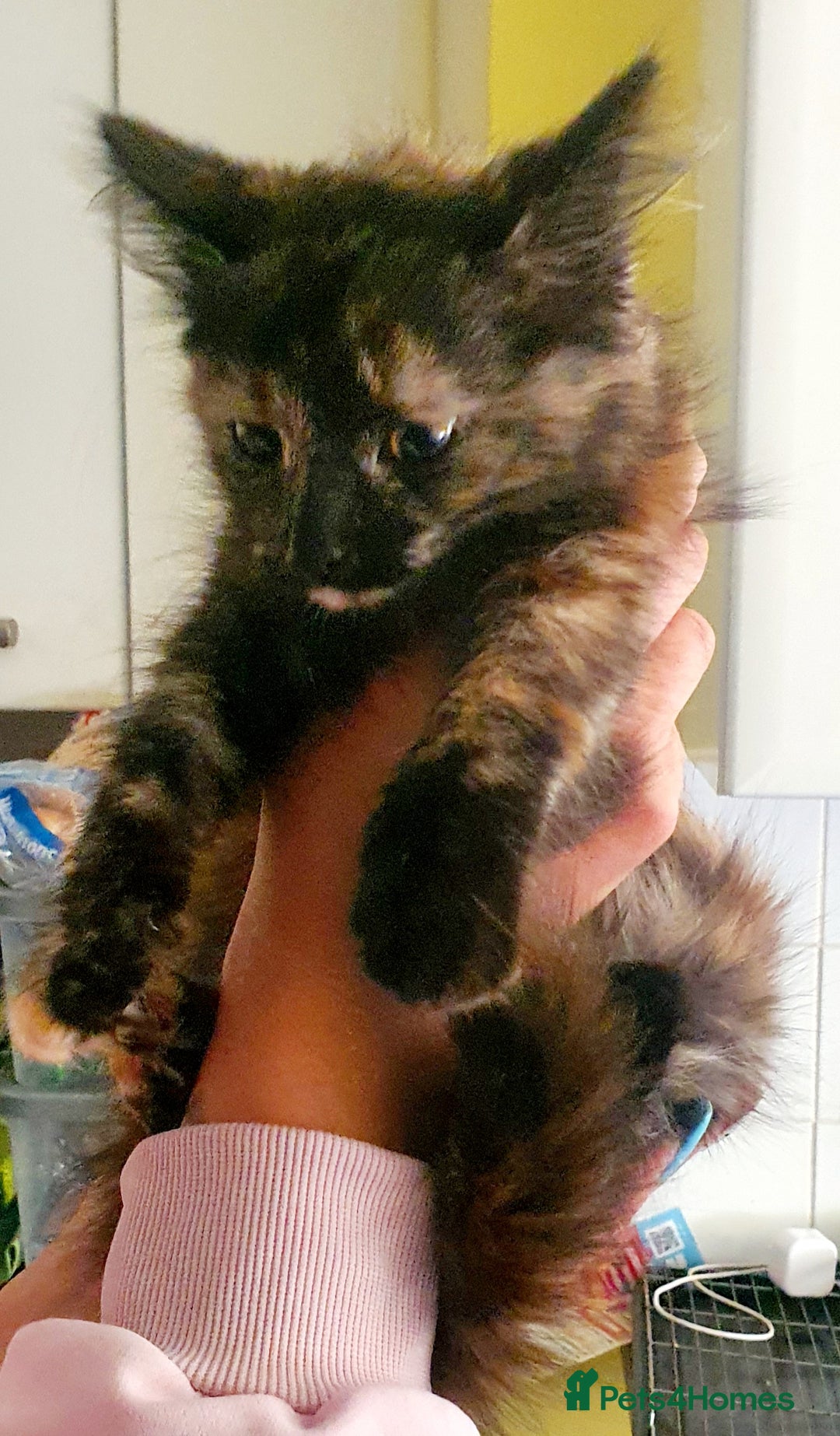 Mixed Breed cats for sale: Little cleo - Advert 3