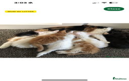 Mixed Breed cats for sale: Kitten for sale  - Image 6
