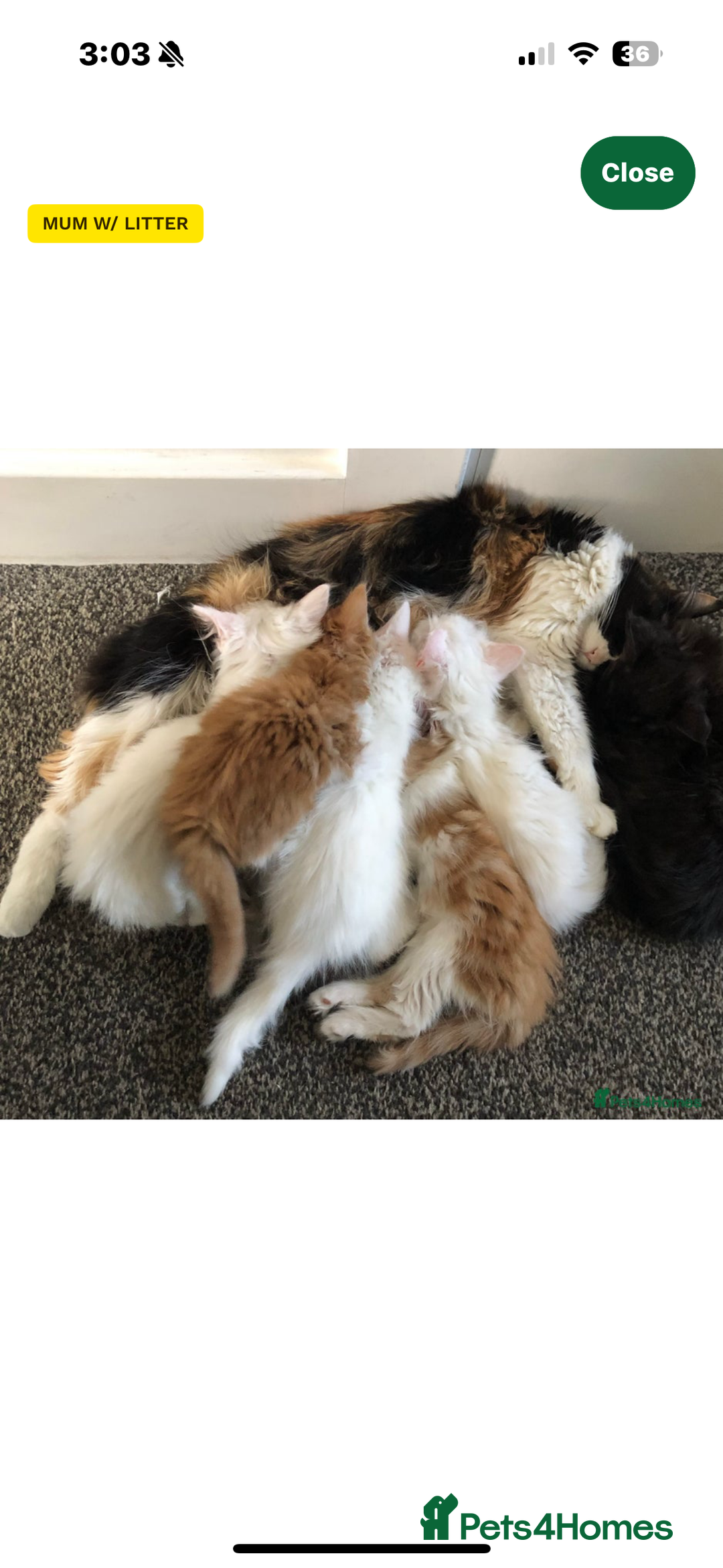 Mixed Breed cats for sale: Kitten for sale  - Image 6