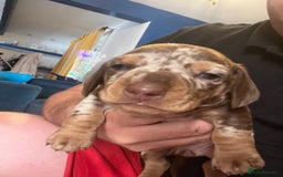 Miniature Dachshund dogs for sale: VIEW NOW 2 Beautiful chocolate dapple girls in Dudley - Image 7