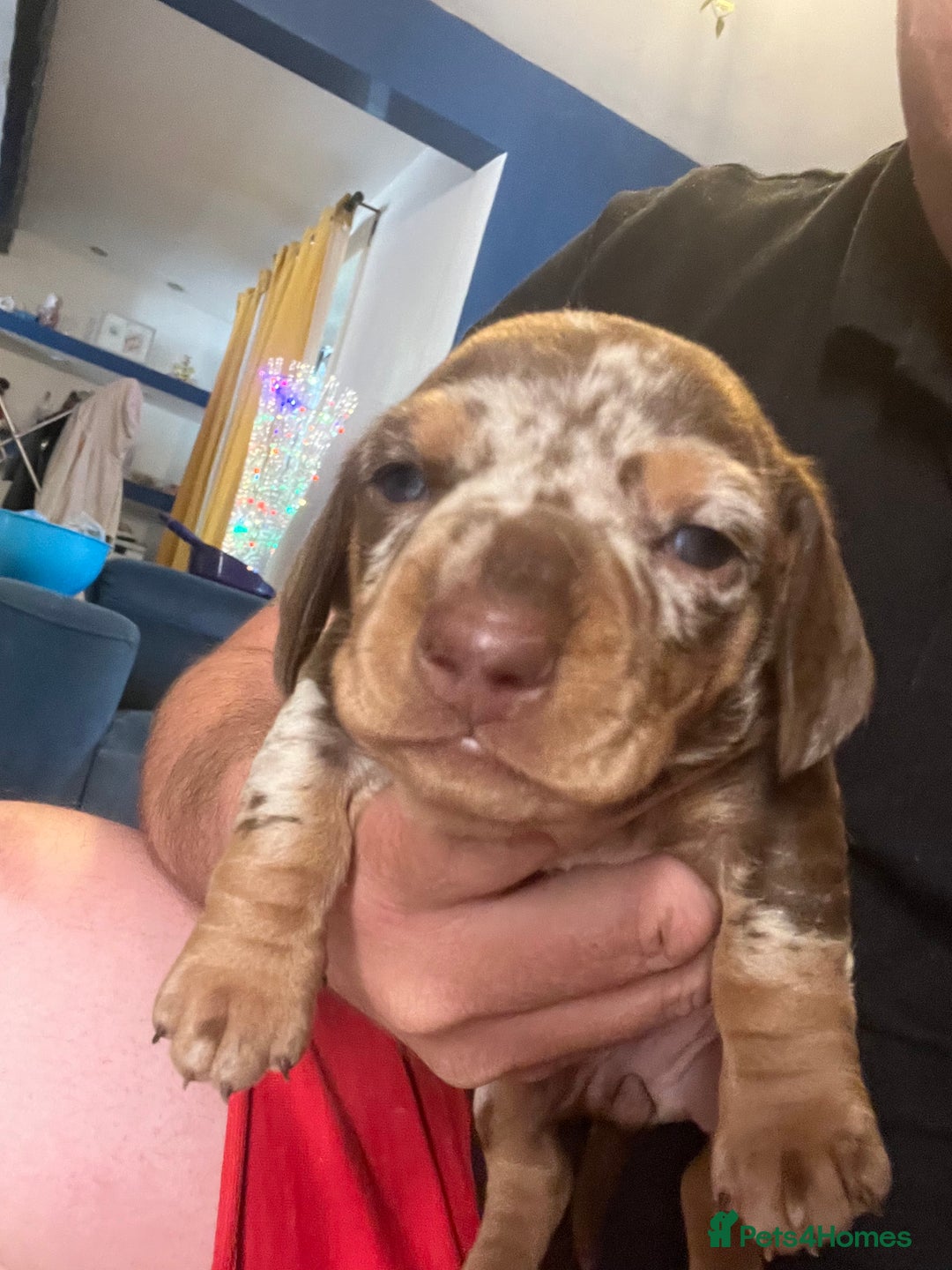 Miniature Dachshund dogs for sale: VIEW NOW 2 Beautiful chocolate dapple girls in Dudley - Image 7