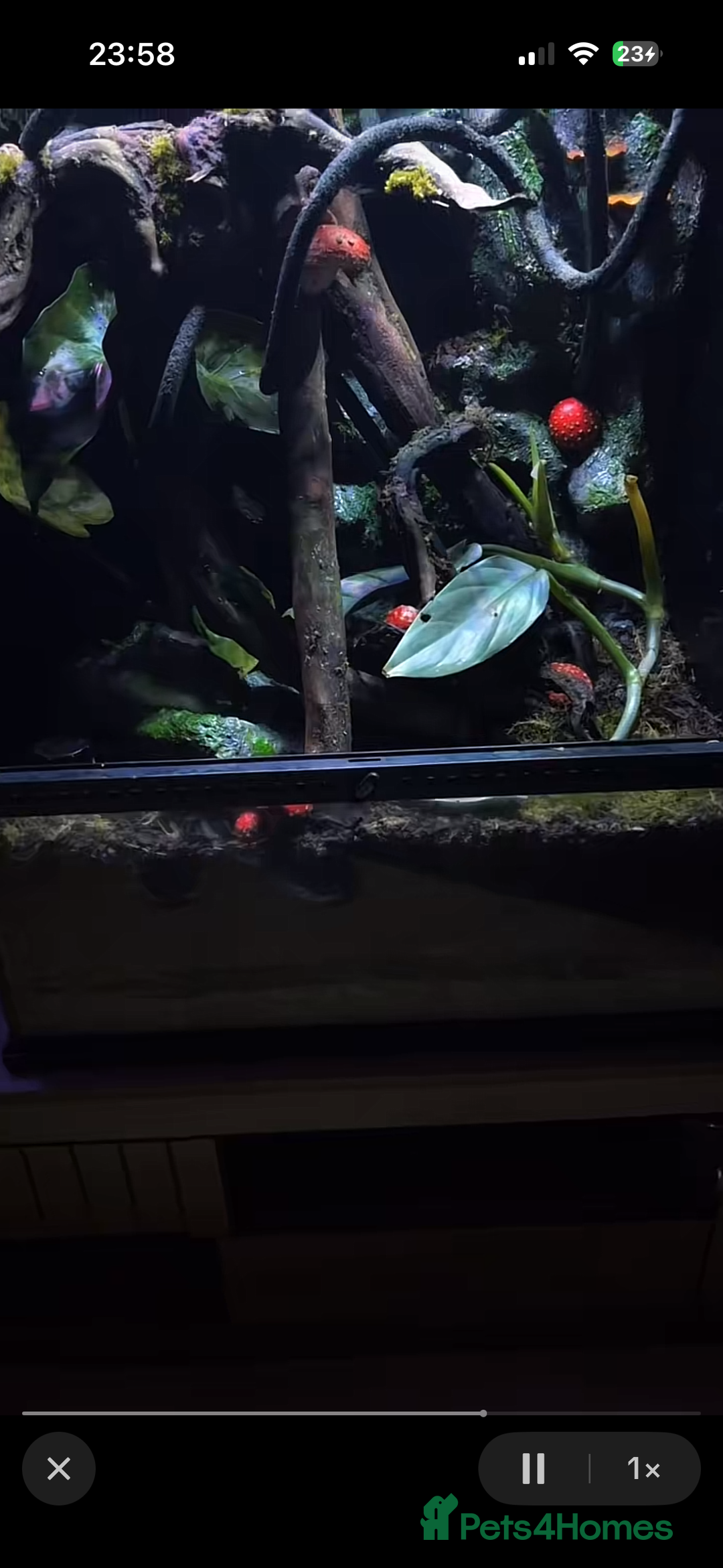 Gecko reptiles for sale: Exo terra 60x45x90 + trio of crested geckos  - Advert 12