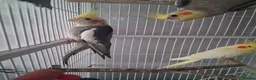 Cockatiels birds for sale: Pair of cockatiels  - Advert 3