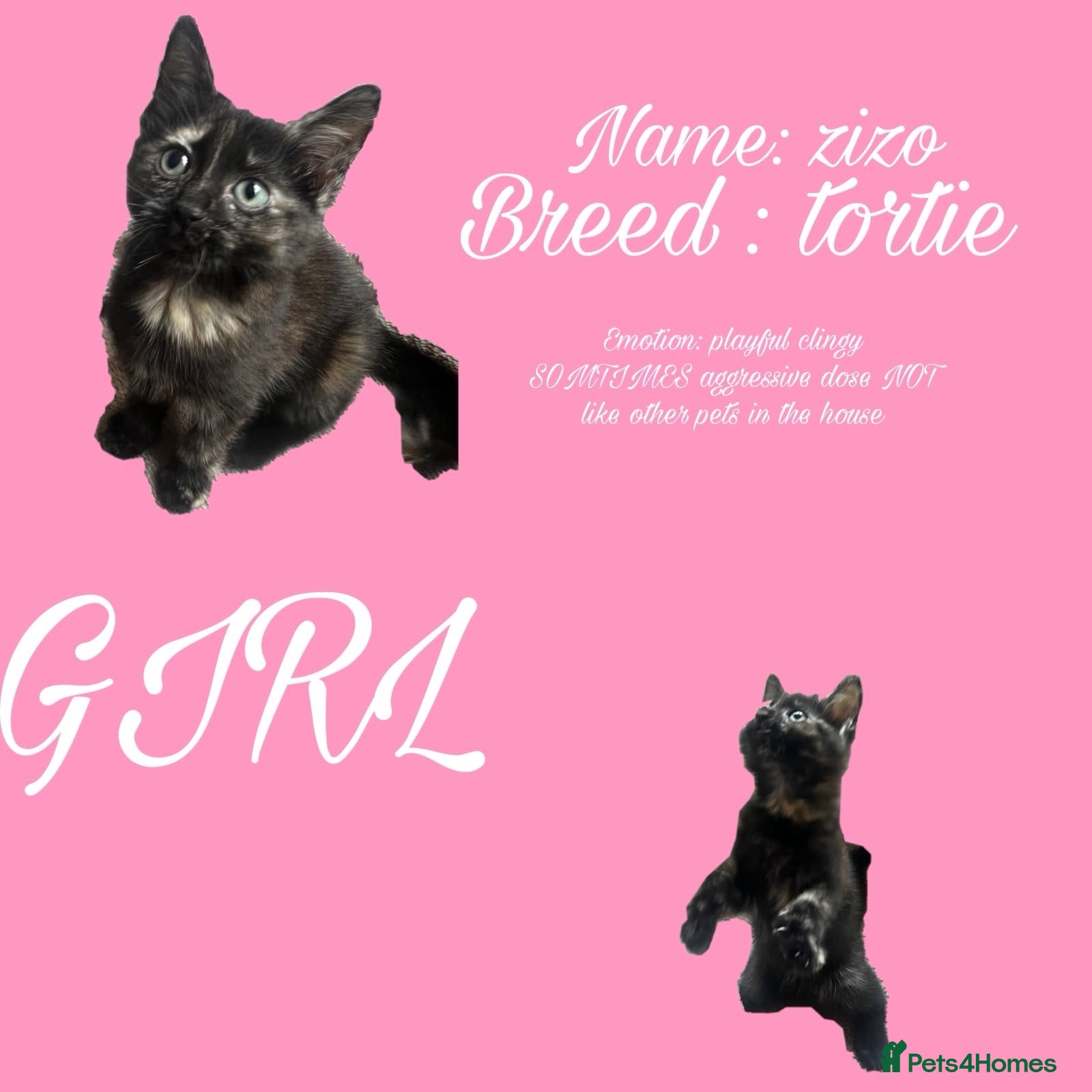 Mixed Breed cats Beautiful kittens need their new homes - Advert 3