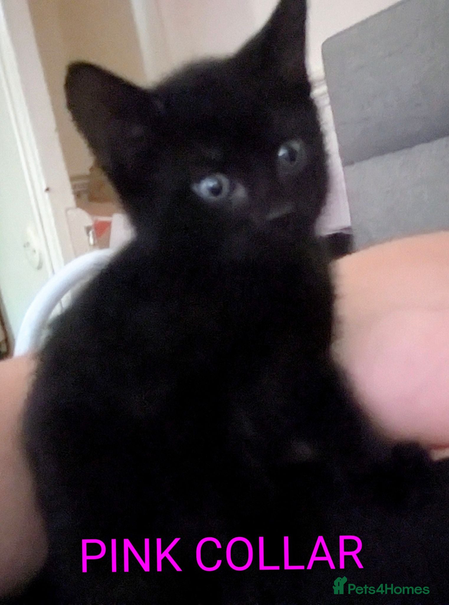 Mixed Breed cats 3x kitten's inc Dewormed & Deflead & microchipped  - Advert 3