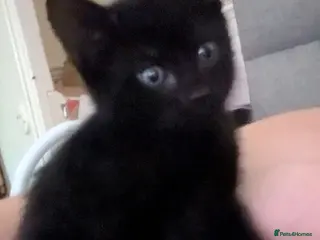 Mixed Breed cats 3x kitten's inc Dewormed & Deflead & microchipped - Advert 3