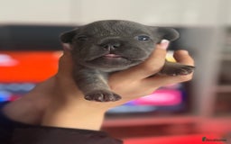 French Bulldog dogs for sale: 🐾 Adorable French Bulldog Puppies Available! 🐾 - Image 3